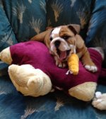 Zeus 11 wks.jpg Zeus 11 wks.jpg