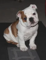 Puck 012012.webp