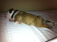 ImageUploadedByTapatalk1314710893.570378.webp