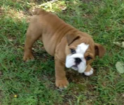 12 wks.webp