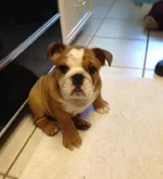 ZEUS 12 Weeks.webp