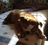 Sleeping in the sun.webp