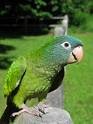 blue crown conure.jpg