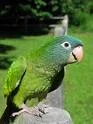 blue crown conure.webp