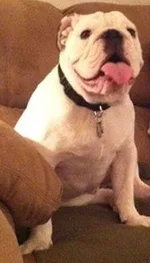 winston.webp