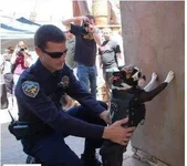 dog piss.webp