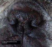 bb_Friedas_nose_feb12.jpg bb_Friedas_nose_feb12.jpg