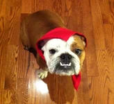 RedRidingHood.webp