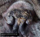 bb_Kosmos_nose_feb12.jpg bb_Kosmos_nose_feb12.jpg