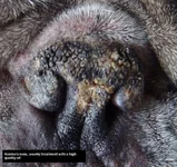 bb_Kosmos_nose_feb12.webp bb_Kosmos_nose_feb12.webp