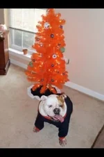 ImageUploadedByTapatalk1323747346.235537.webp