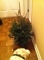 ImageUploadedByTapatalk1323747358.459011.webp