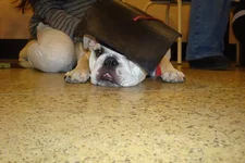 sumo graduates 2.webp