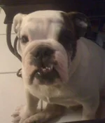 Jack snarl.webp