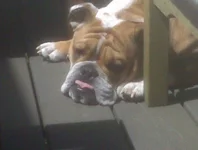 Rocco I'm hot.webp