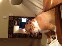 rocco sleeping sitting up.webp