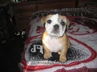 daphne 088.webp daphne 088.webp