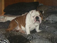rocky2011.webp