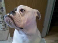 underbite.webp