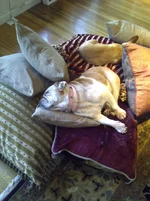 Lola1.webp