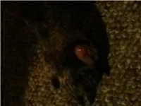 foot.webp