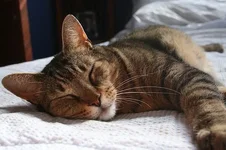 Buddy1.webp