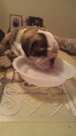 IMAG0220.webp