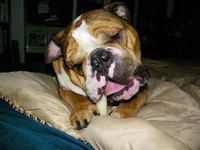 Riddick&Nylabone.webp
