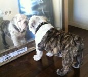 Bunk Mirror.JPG Bunk Mirror.JPG