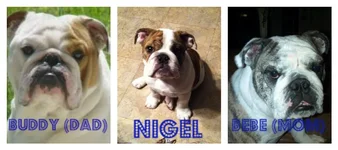 Nigels Family Collage.webp