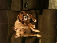 chanel and brutus.webp