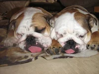 zonked2.webp