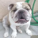 chuey.webp