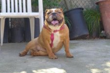 lola.jpg lola.jpg