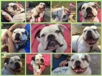 daisymae.jpg daisymae.jpg