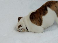 rosie first snow experience 024.jpg