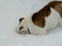 rosie first snow experience 024.webp