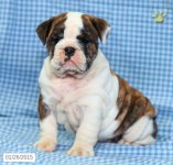 puppy-english-bulldog-for-sale-puppiesforsaleinpajoshhp-8681-1.jpeg