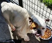 Pipfood-300x247.webp Pipfood-300x247.webp