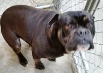 Winstonblurry-300x214.webp