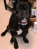 WinstonSit.webp