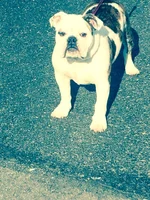 boss stance.webp