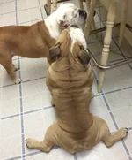 FullSizeRender.webp