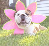 spring time bully.jpg