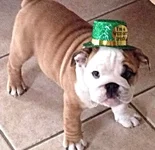 st pattys day.webp