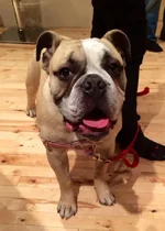 Roscoe.webp