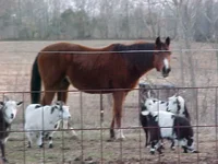 Ab&goats.webp