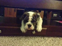 photo-2.webp