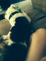 boss lapdog.webp