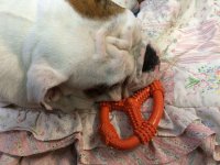 Nylabone.JPG Nylabone.JPG